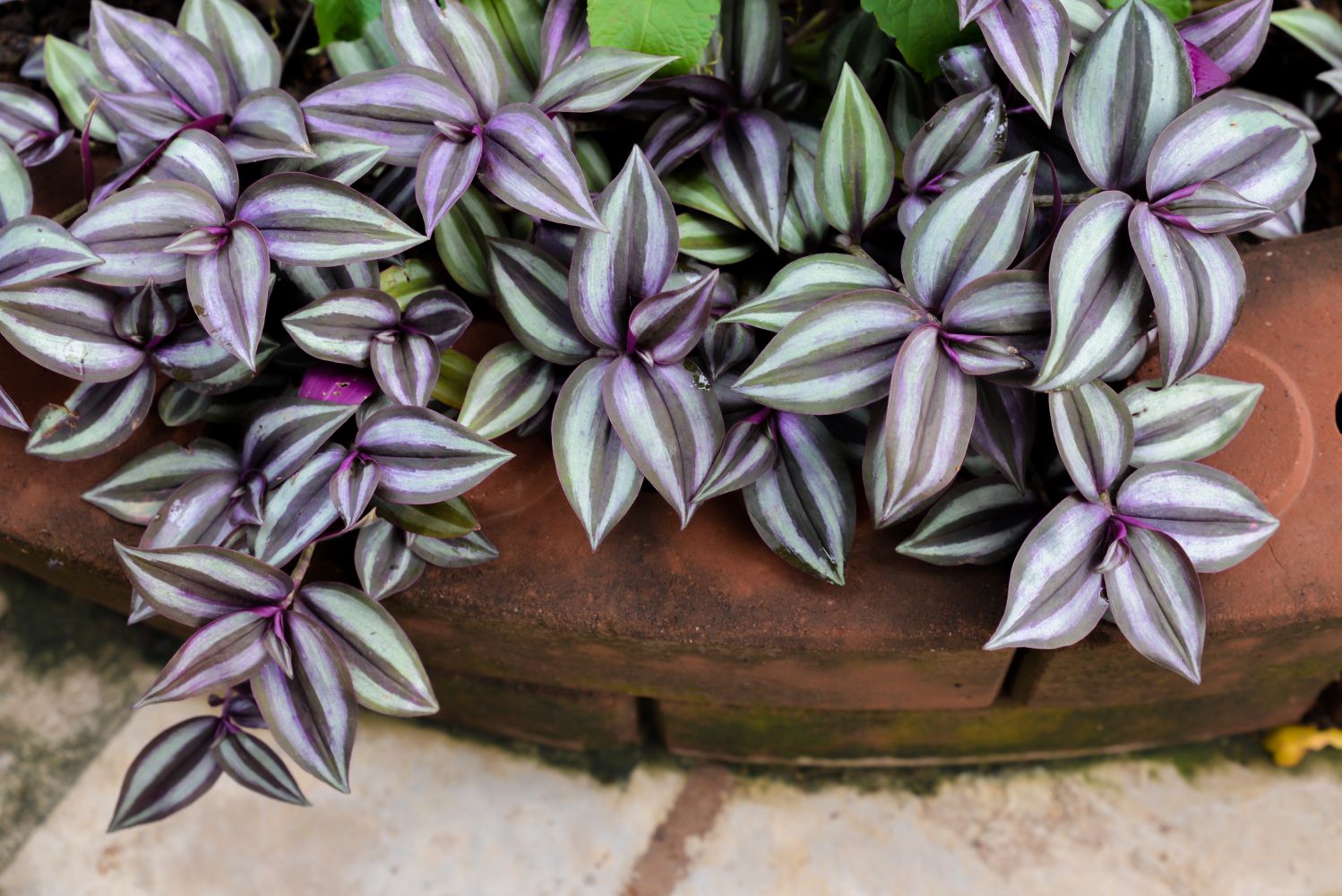 Systematic Review: Growing Practices for Tradescantia Zebrina Plants